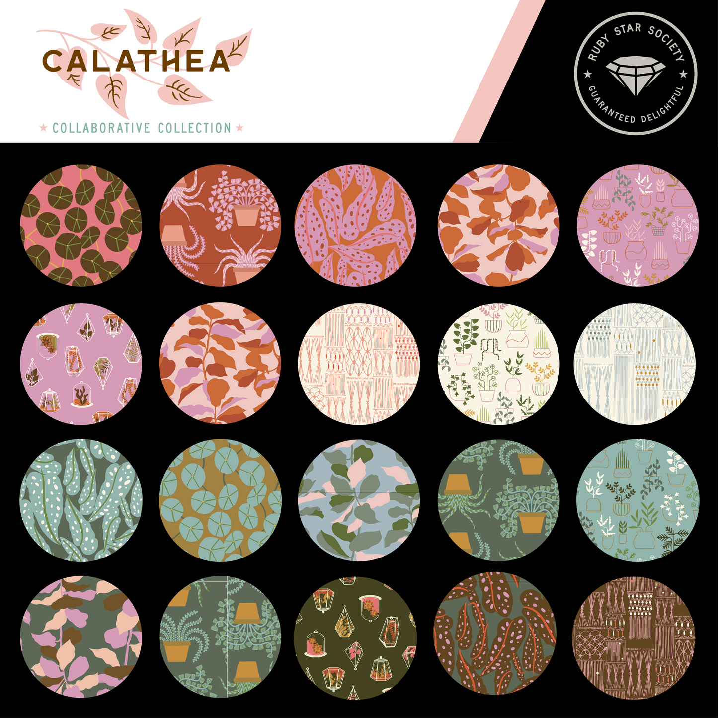 Calathea - Fiddle Leaf - Seaweed