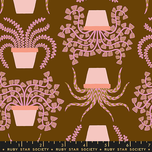 Calathea - Planties - Cocoa