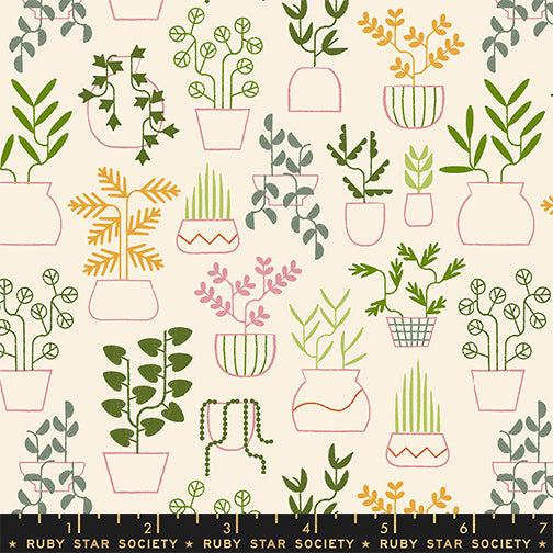 Calathea - Plant Life - Natural