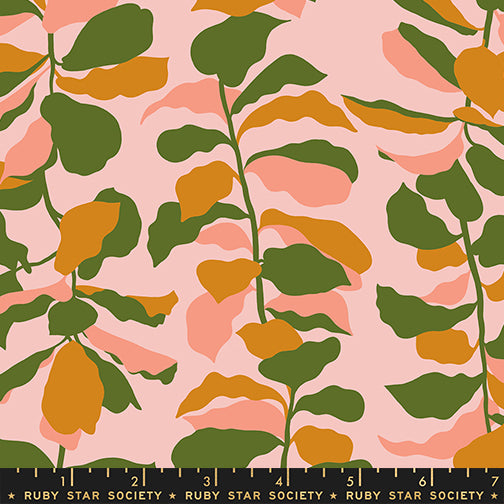 Calathea - Fiddle Leaf - Sweet Pink